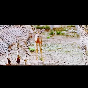 Smart animal you have ever seen before