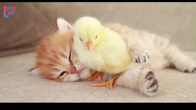 Funny cat video 6