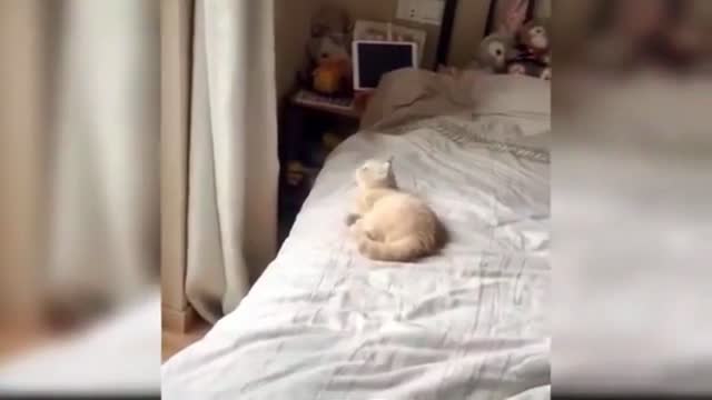 Baby Cats - Cute and Funny Cat Videos.