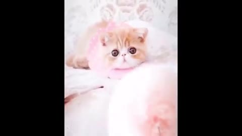 Cute and Funny Cats Try not to Laugh And Cats Dogs Adorable Stunning Funny Videos