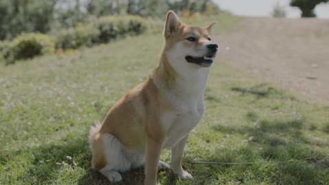 The shiba inu's joyous playtime