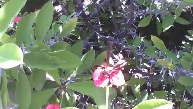 Wasp is seen on crown of thorn plant flower [Nature & Animals]