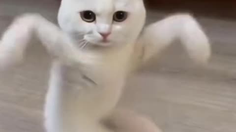 Funny cat