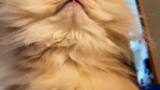 What's wrong with the kitten, it just wants to eat corn
