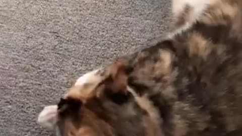 Kittens Enjoying Doing Funny Things