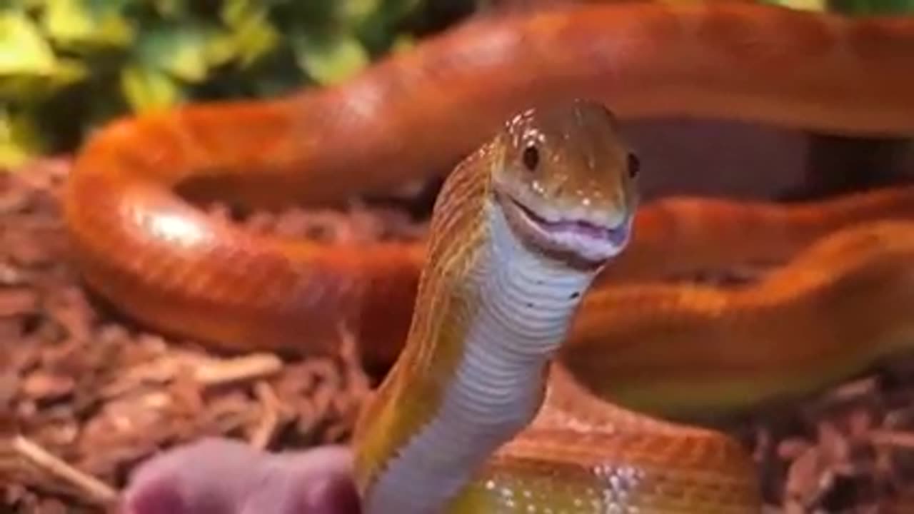 THIS HUNGRY SNAKE SHOWS NO MERCY ON THESE NEW BORN RATS