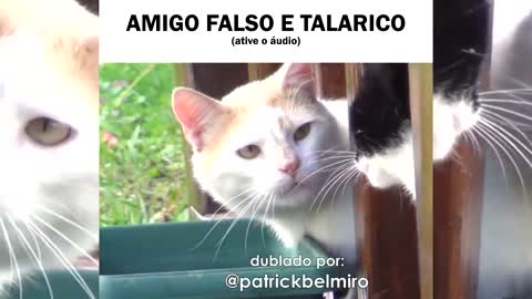 Gatinho talarico