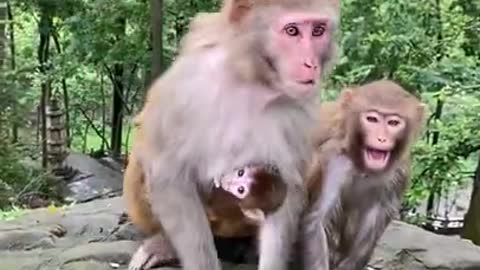 Cute Monkey China & Funny Love monkey_ Animals Love