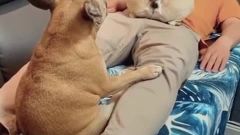 Dogs ignoring hooman until....