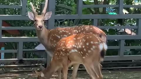 Lovely Sika Deer