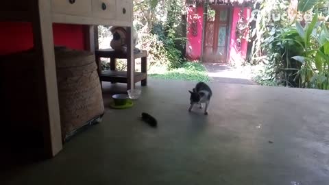 Grey white cat outside next to cucumber on the floor