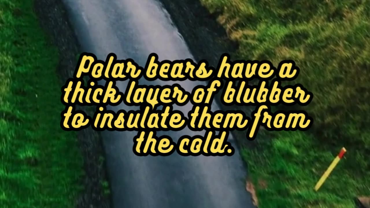 Animal Facts Polar Bears #shorts