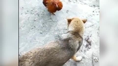 Funny dog and rooster 2😂😂😂