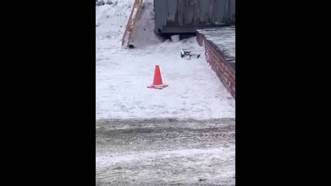 Funny cats 🤣😝 and dogs