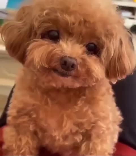 Dear ones, please comment on this dog breed