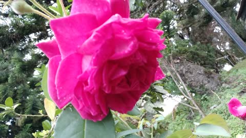 Beautiful rose