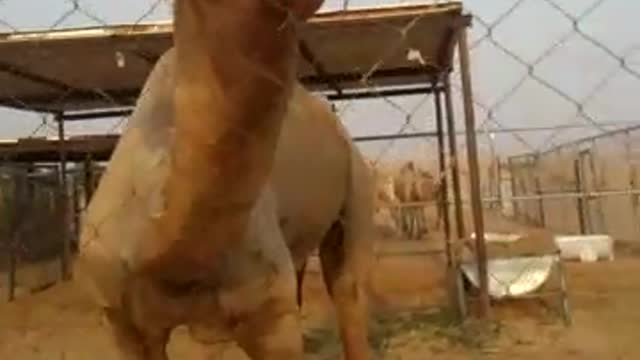 Hungry camel very dangerous