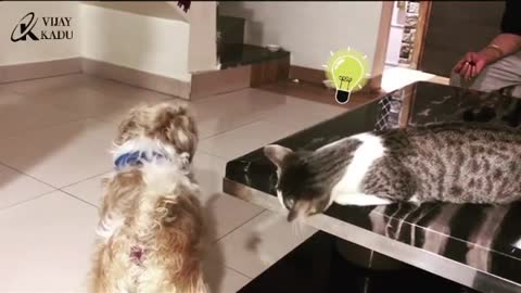 Funny cat played with dog