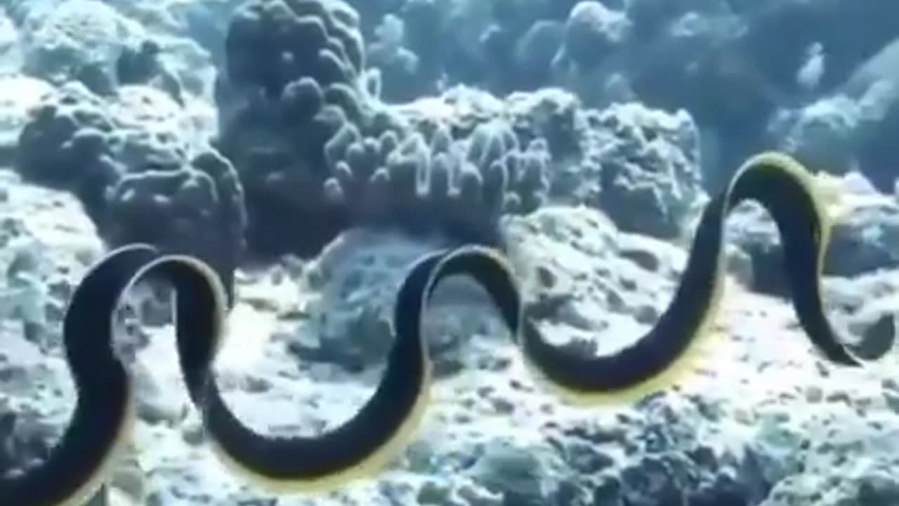 Odd Sea Life