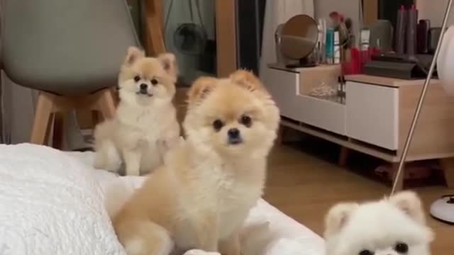 3Cute Dogs Pet Compilations Creative Commons Video #trending