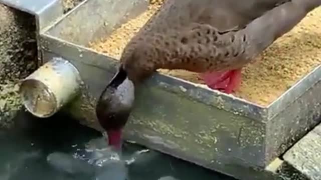 Duck Friend of Fish