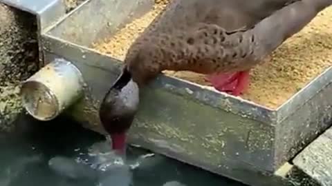 Duck Friend of Fish