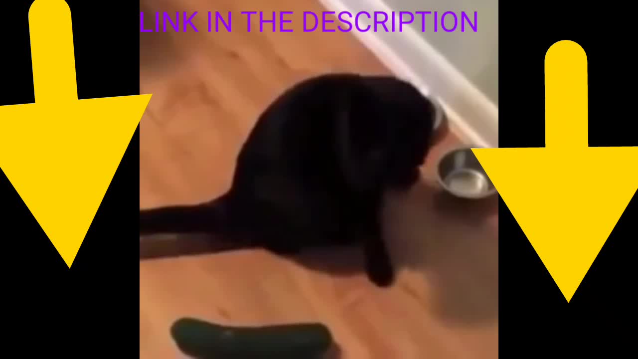 Best cat video