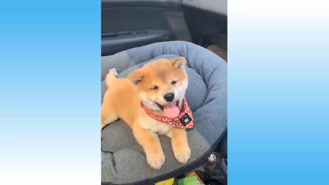Cute Pets And Funny Animals Compilation 0
