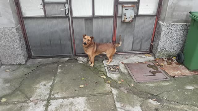 Dog very happy to go for walk