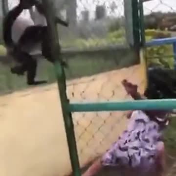 Do not provoke the monkeys