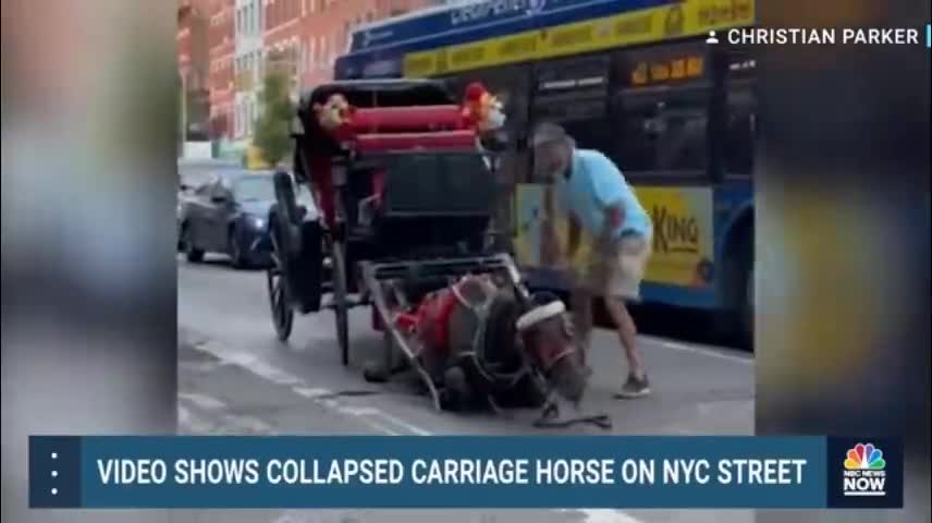 Video Shows Collapsed Carriage Horse On NYC Street-1