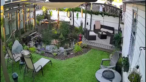 Pond predators