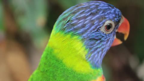 Parrot bird is very cute and colorful