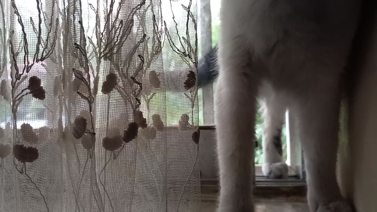 Open the window by the smart cat