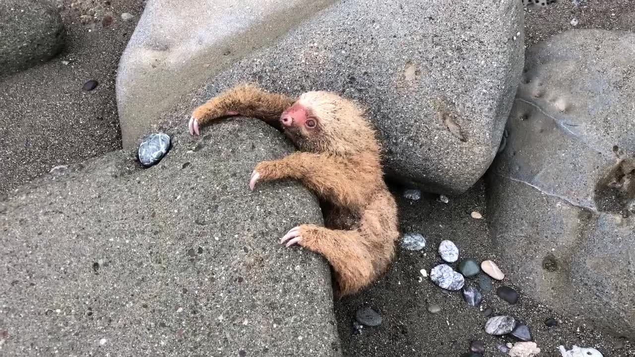 Baby Sloth Rescue in Costa Rica