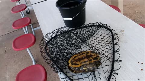 Helping Turtle Caught by Fishing Hook