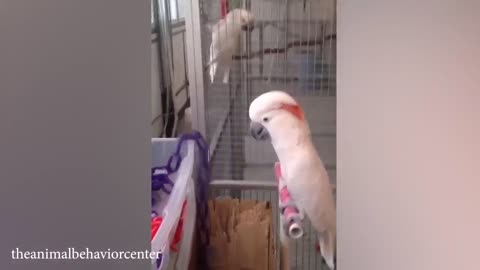 THE FUNNIEST PARROTS