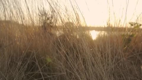 Lake in a savanna at sunset