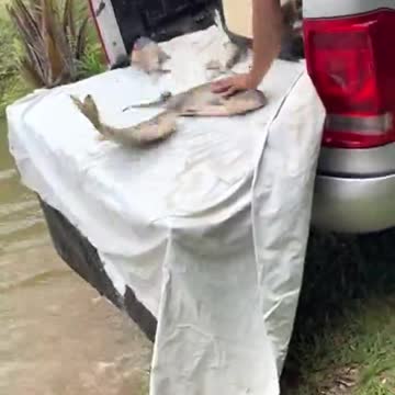 Man Slips and Falls While Stocking Pond With Fish