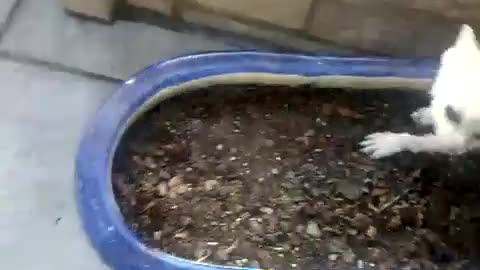 Baby fennecs play after bath