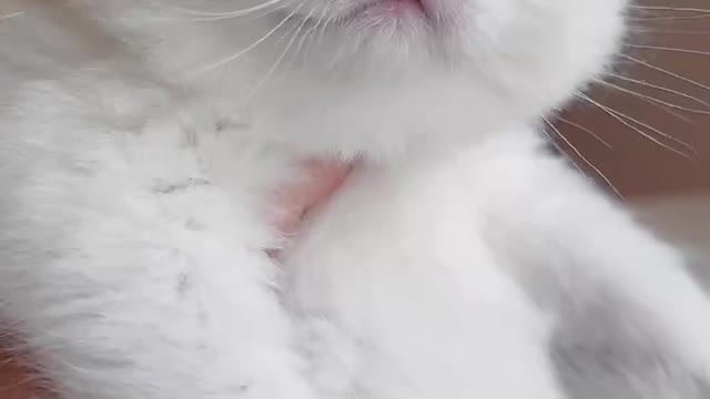 Good to have love for cats!
