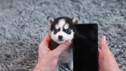 Micro husky cute dog reaction | funny dogs | cute dogs video | very funny video