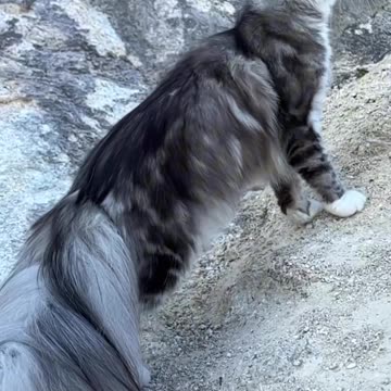 So big cat 😸 and his walking his so far | Funny animal videos| try not to laugh