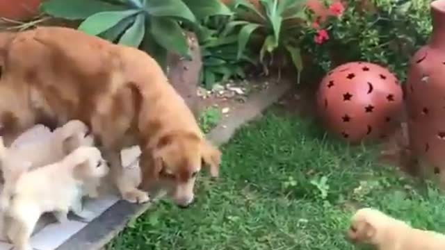 NewBorn Golden Retriever Puppies -so beautiful