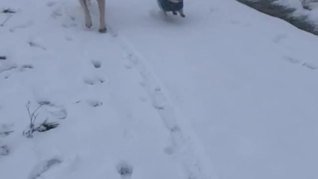 Little Emma and Labi Marley in the snow