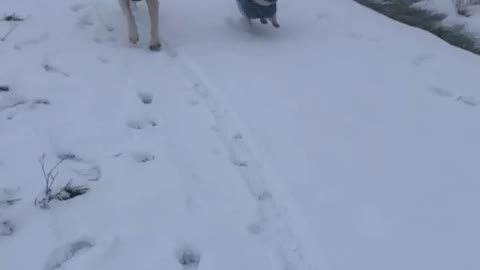 Little Emma and Labi Marley in the snow