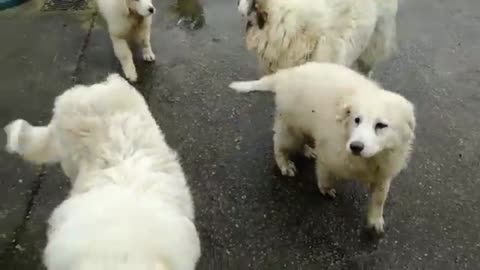 Pyrenean & Polish Tatra Mountain Dogs