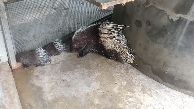 The porcupine family is ready for dinner!