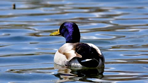 Duck is dancing in water