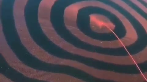 This is a beautiful and charming water-dwelling species